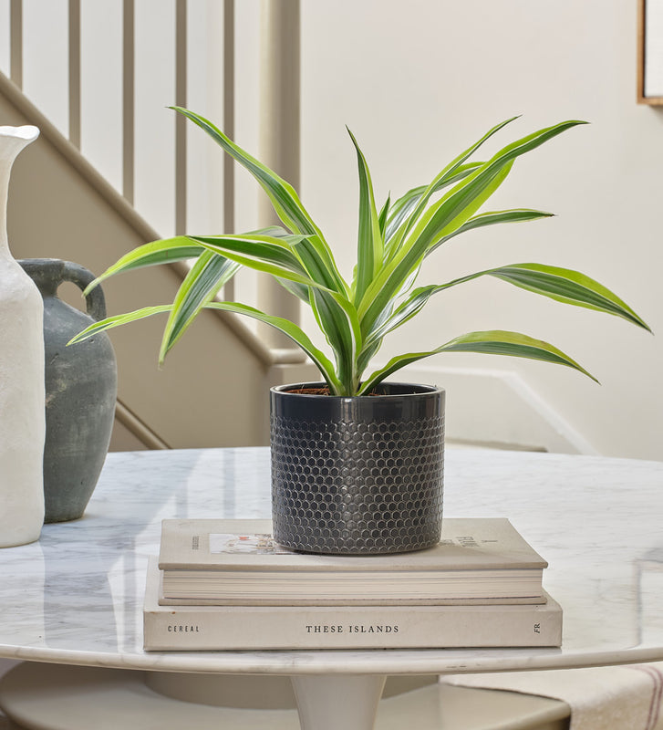 Dracaena Lemon & Lime & Pot