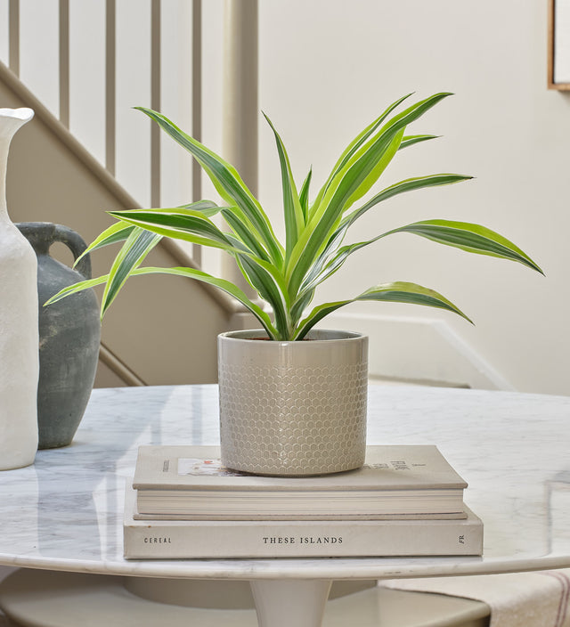 Dracaena Lemon & Lime & Pot