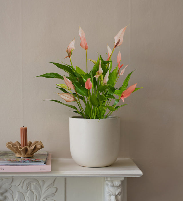 Anthurium Royal Lilli Pink