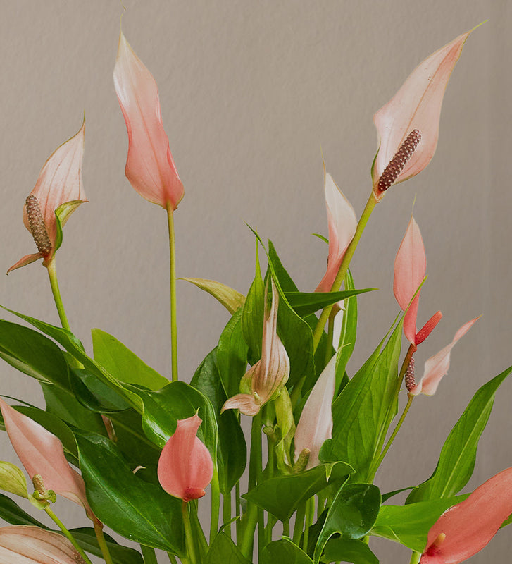 Anthurium Royal Lilli Pink