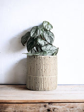 Lurch Cream Pot - Leaf Envy