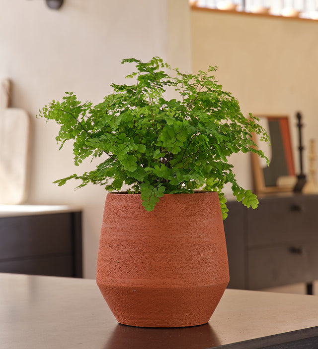Maidenhair Fern