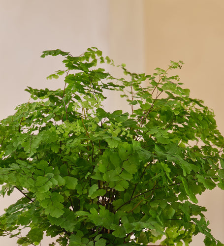 Maidenhair Fern