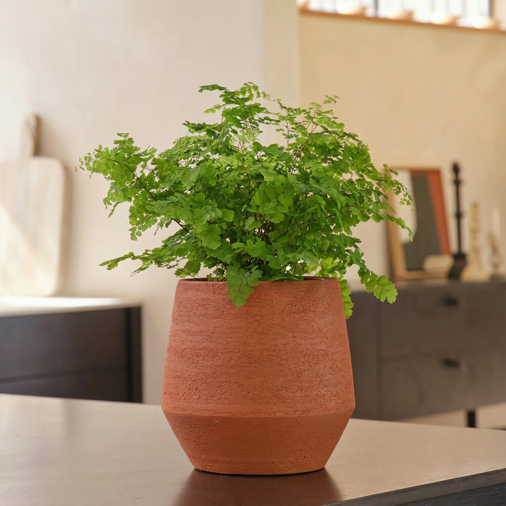 Maidenhair Fern
