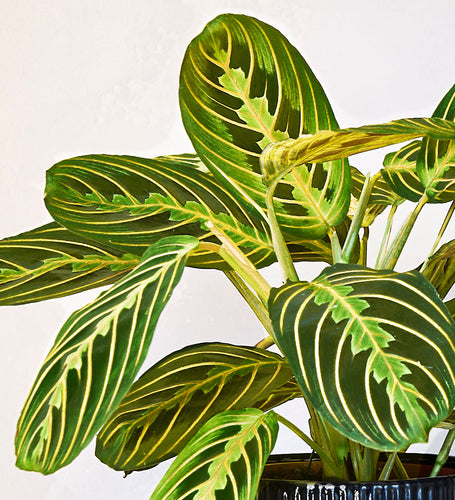 Lemon Lime Prayer Plant