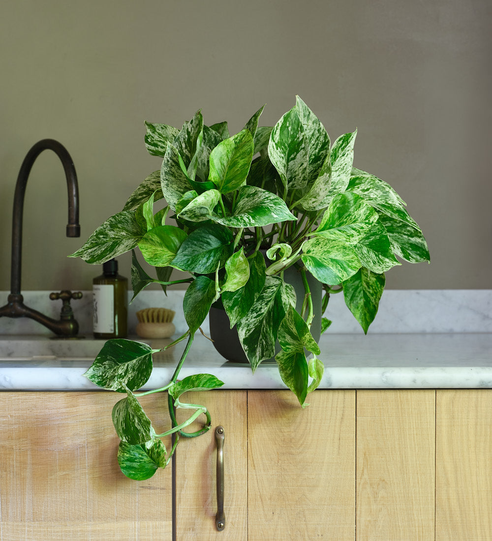 Marble Queen Pothos Hanging