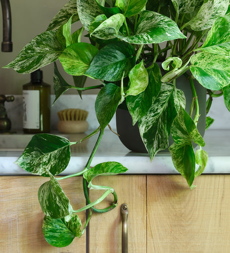 Marble Queen Pothos Hanging