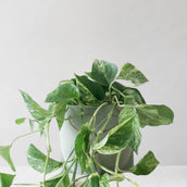 Marble Queen Pothos & Windsor Sage