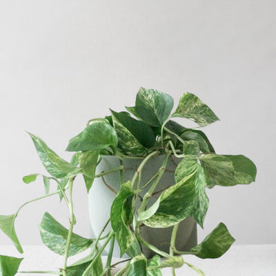Marble Queen Pothos & Windsor Sage