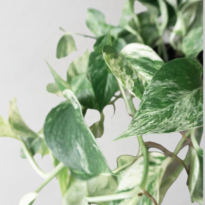 Marble Queen Pothos & Windsor Sage
