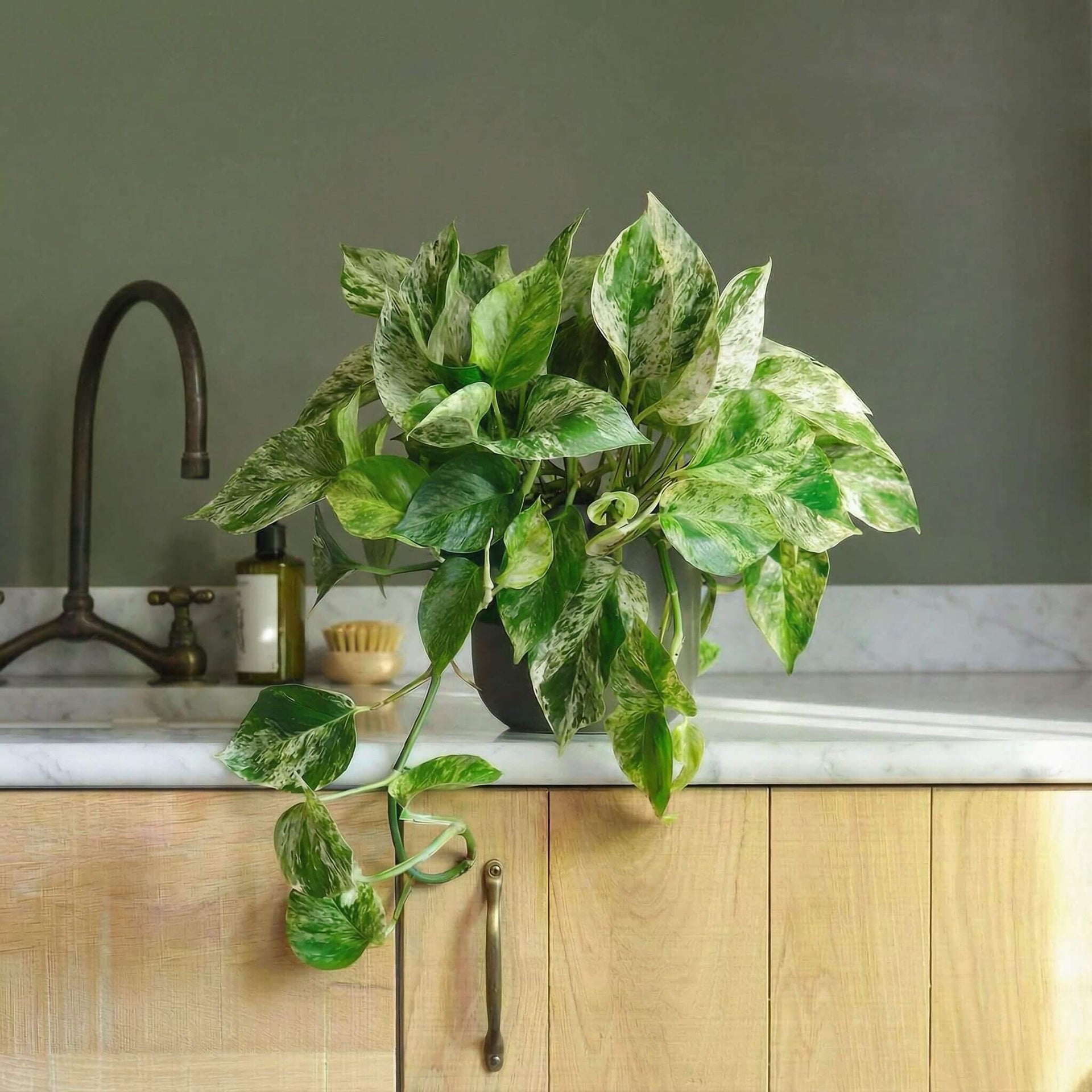 Marble Queen Pothos Houseplant | Trailing & Hanging Plant
