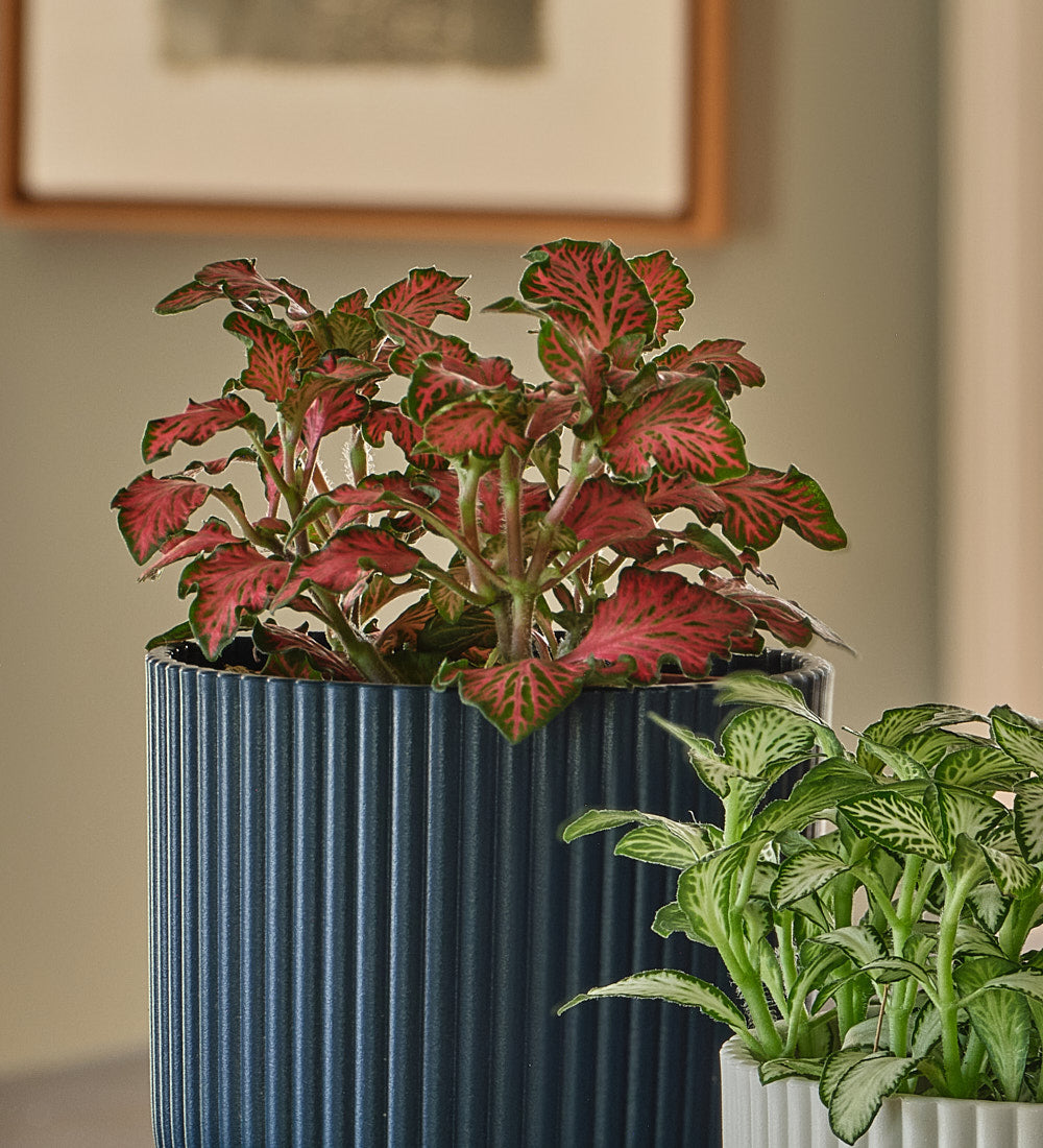 Nerve Plant trio & Pots