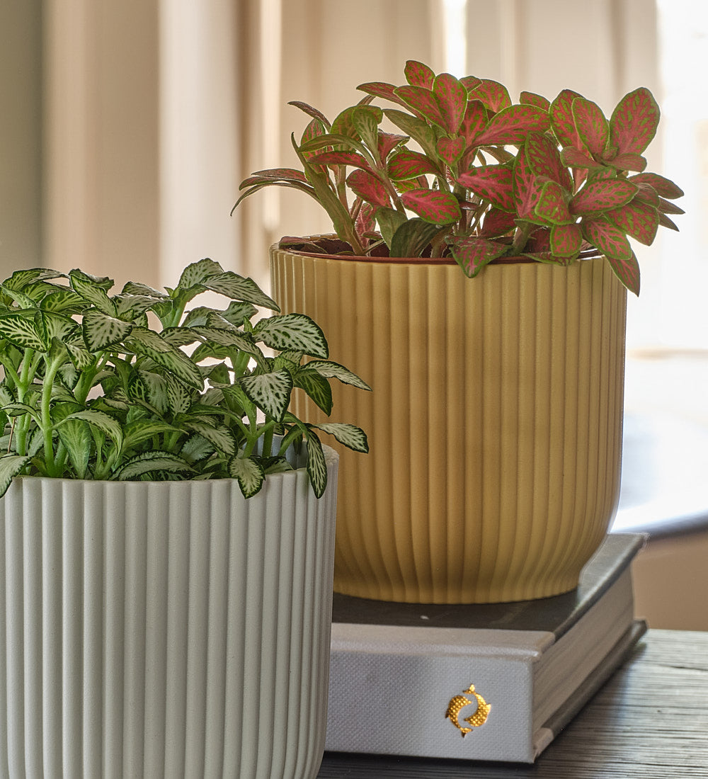Nerve Plant trio & Pots
