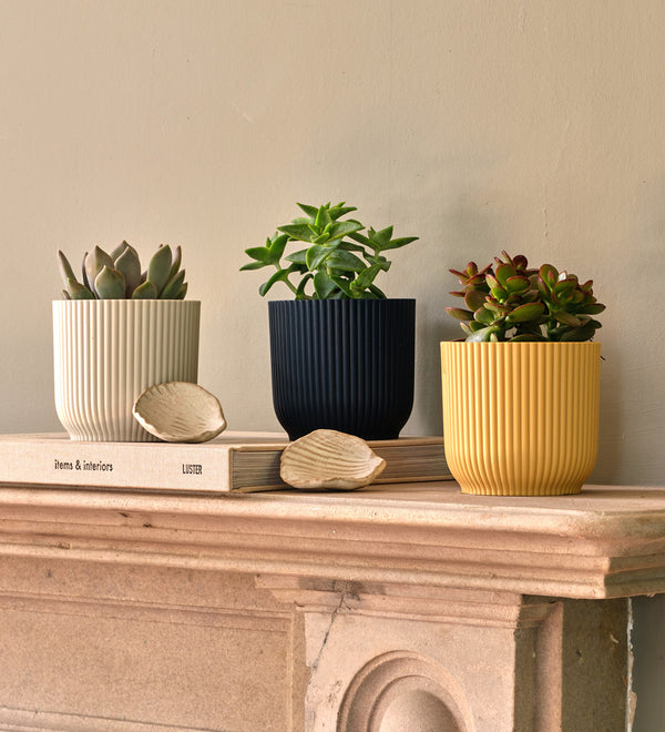 Mini Succulent Trio & Pots