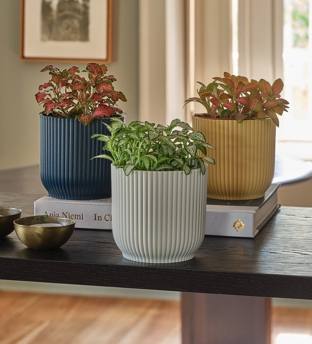 Nerve Plant trio & Pots
