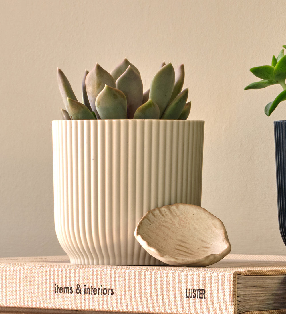 Mini Succulent Trio & Pots