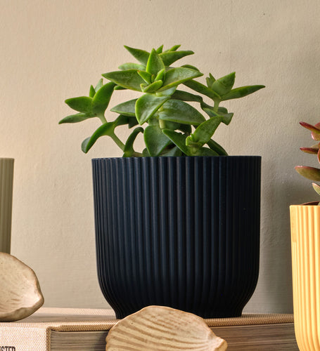 Mini Succulent Trio & Pots
