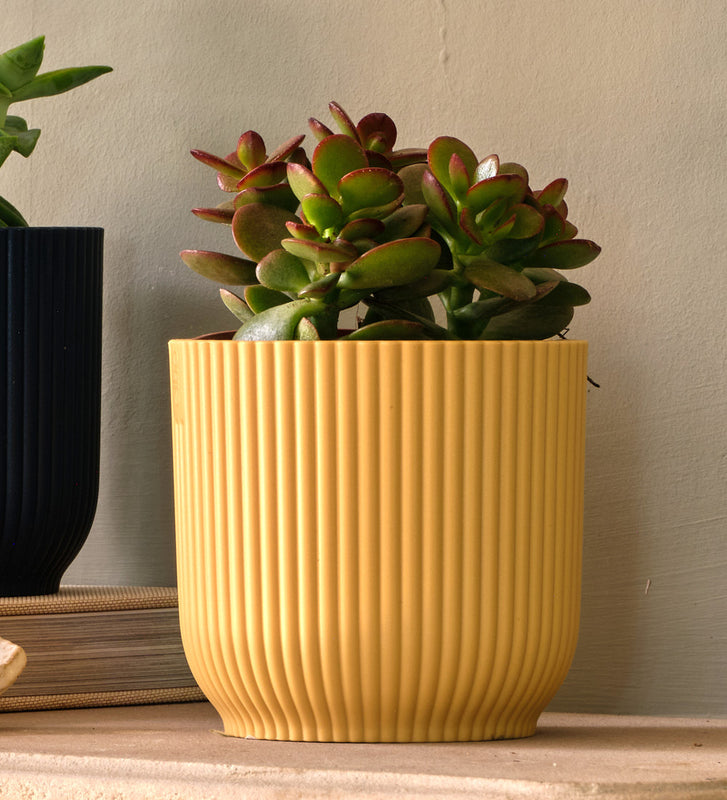 Mini Succulent Trio & Pots