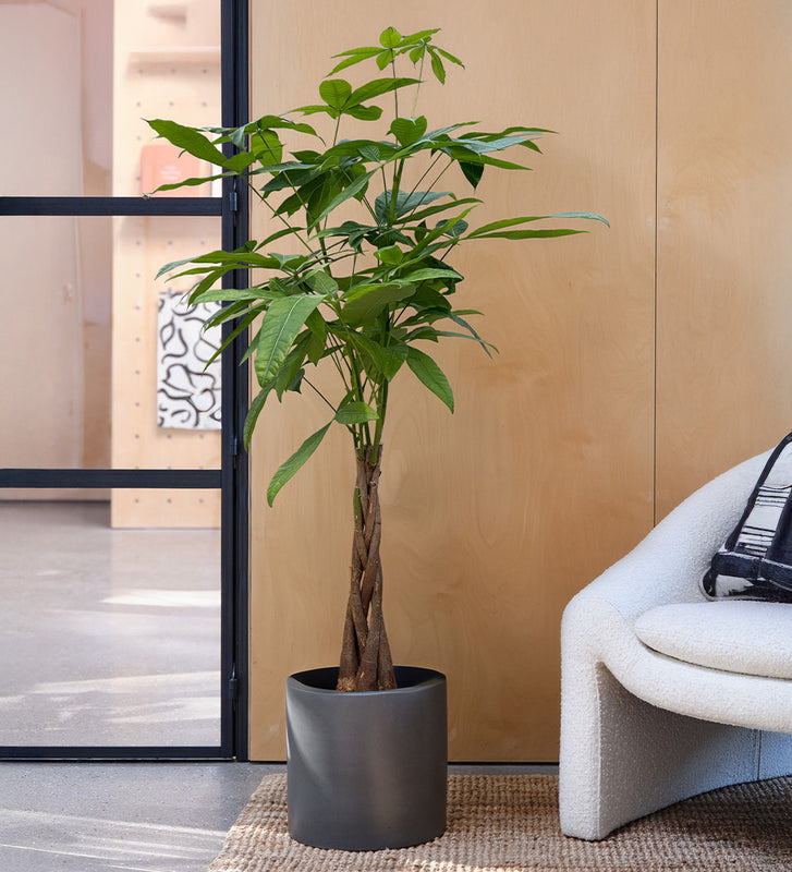 money tree plant uk Money Tree