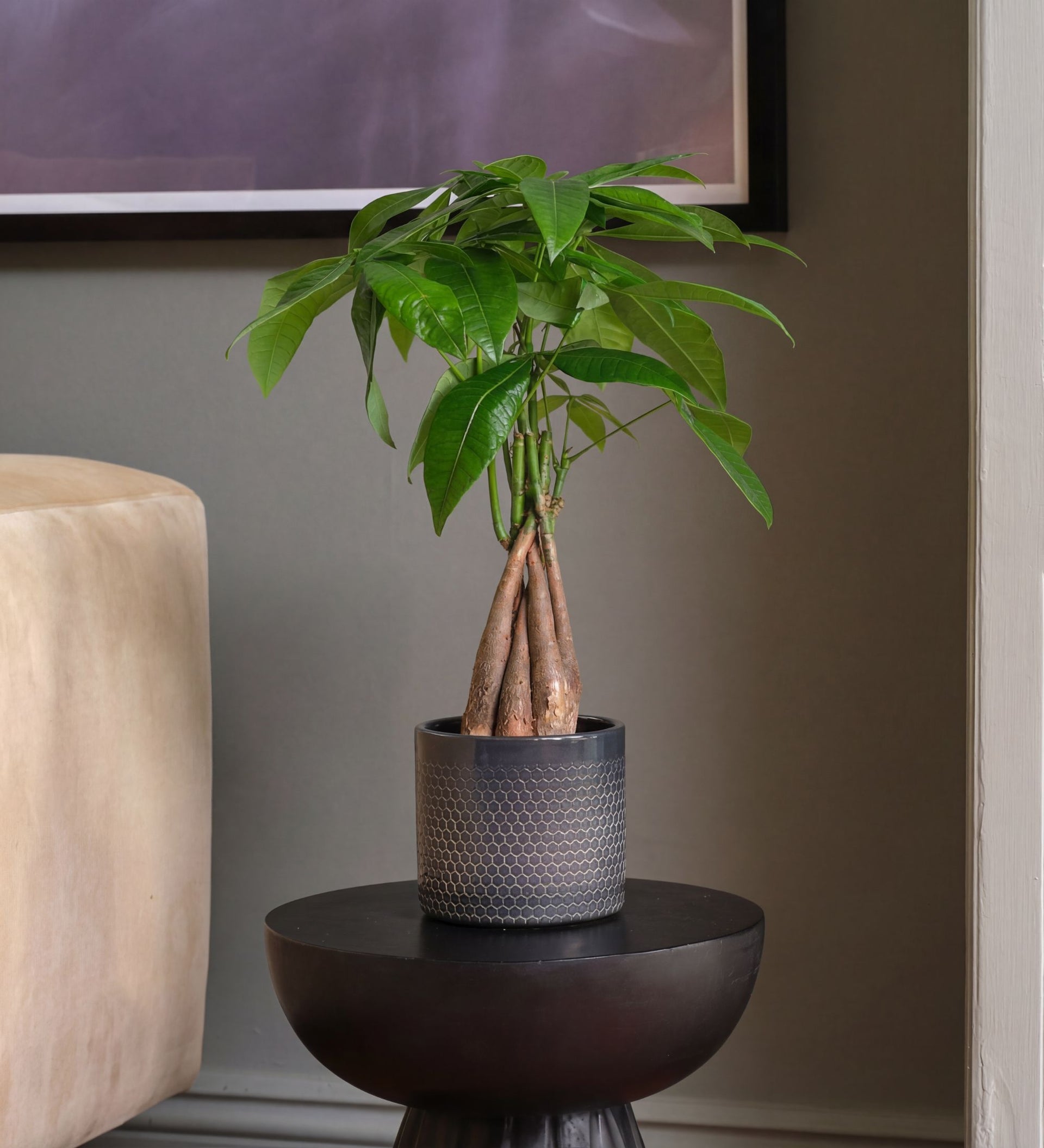 money tree uk Money Tree