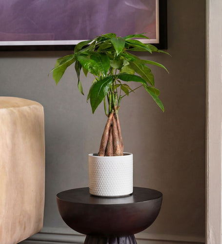 Potted plant on a small round table against a neutral wall with a beige armchair.