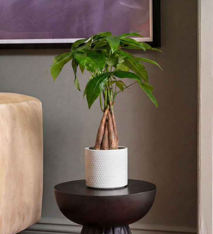 Potted plant on a small round table against a neutral wall with a beige armchair.