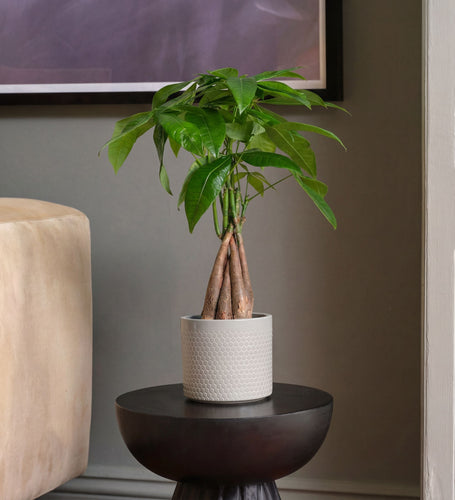 Potted plant on a small round table against a neutral wall with a beige armchair.