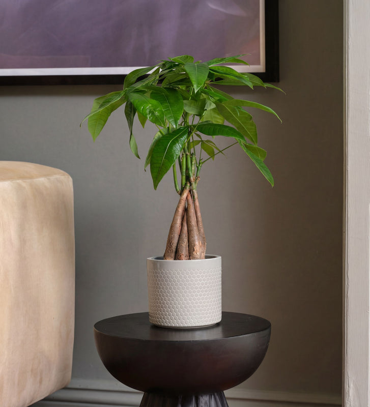 Potted plant on a small round table against a neutral wall with a beige armchair.