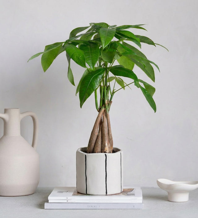 Money Tree & Pot