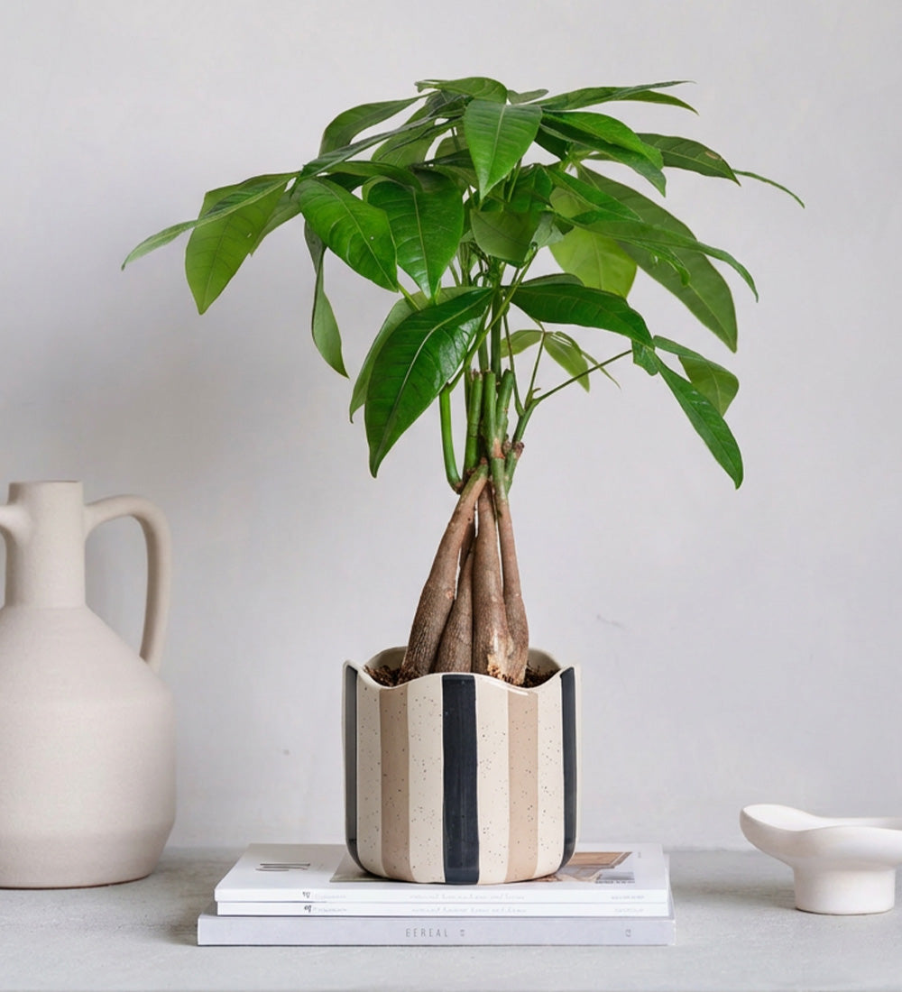 Money Tree & Pot
