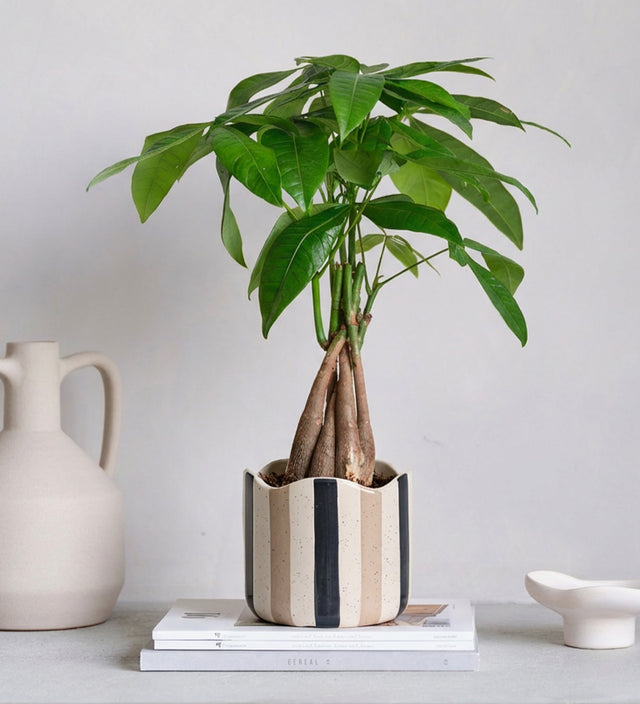 Money Tree & Pot