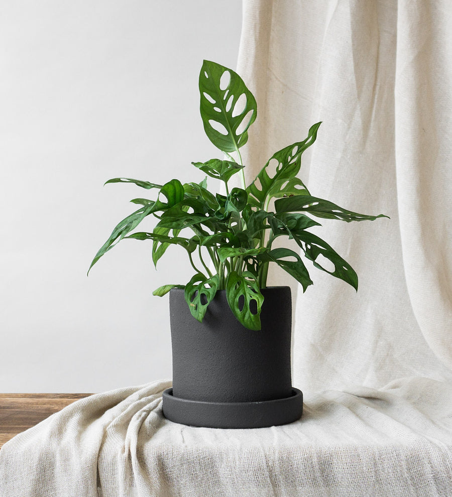 Monstera obliqua & Dalston Charcoal
