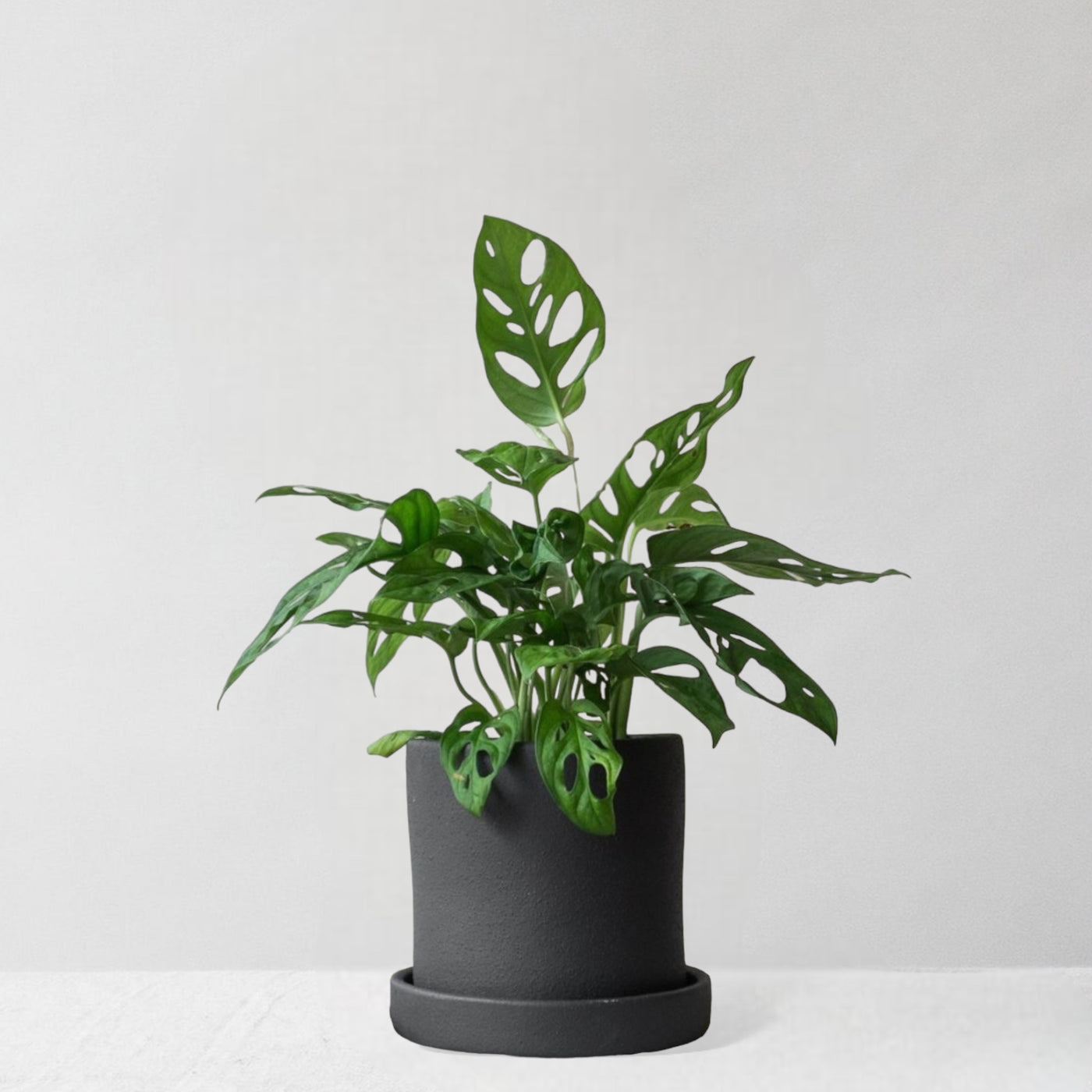 Monkey Mask Monstera & Dalston Charcoal