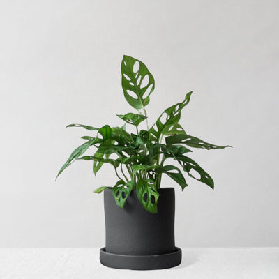 Monkey Mask Monstera & Dalston Charcoal