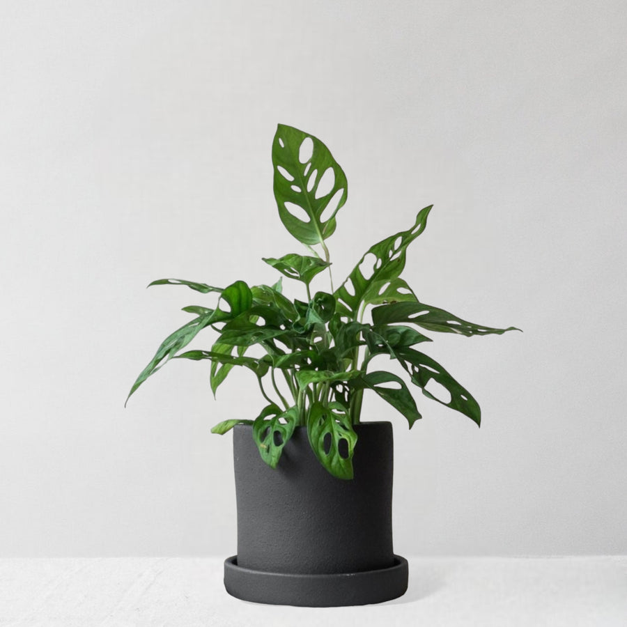 Monkey Mask Monstera & Dalston Charcoal