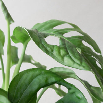 Monkey Mask Monstera & Dalston Charcoal