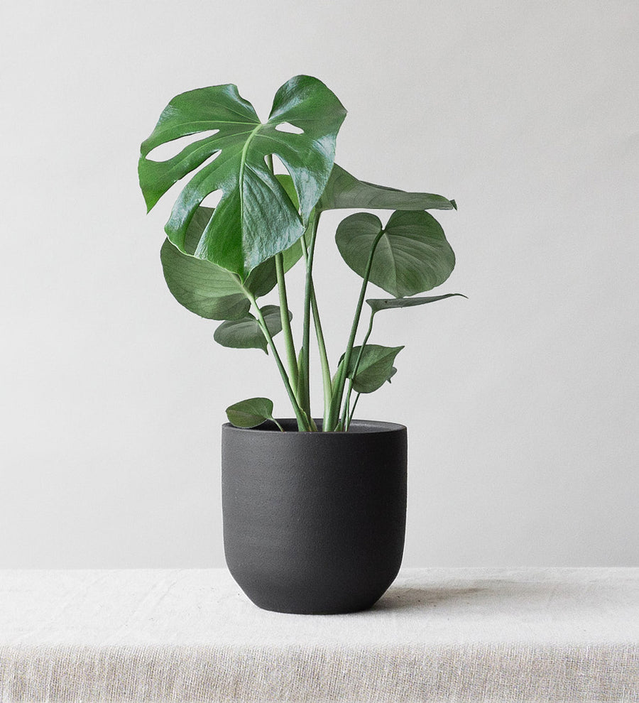 Monstera Deliciosa & Broadway Charcoal