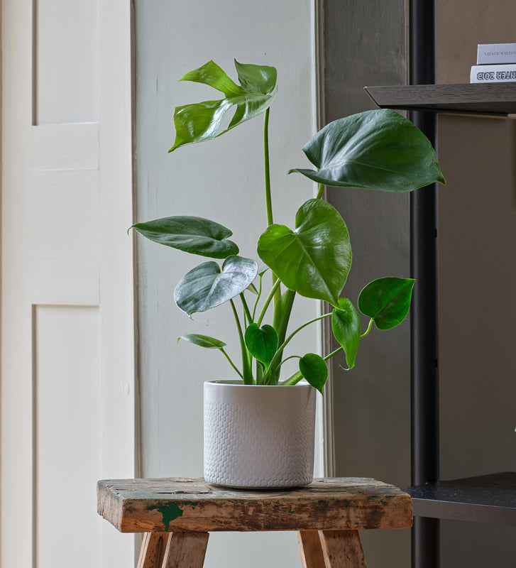 Monstera Deliciosa