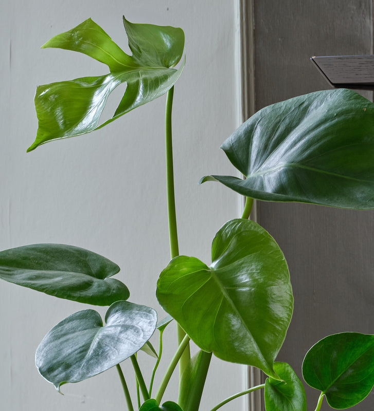 Monstera Deliciosa