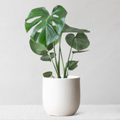 Monstera Deliciosa & Broadway Chalk