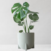 Monstera Deliciosa & Windsor Sage