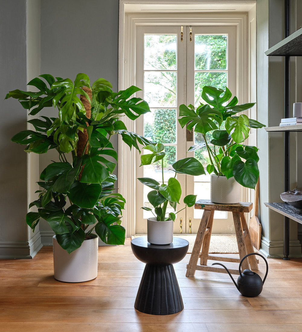 monstera deliciosa plant family Monstera Deliciosa | Swiss Cheese Houseplant | Buy Plants Online | Easy Care