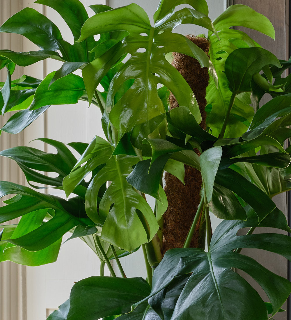 large leaf monstera deliciosa Monstera Deliciosa | Swiss Cheese Houseplant | Buy Plants Online | Easy Care