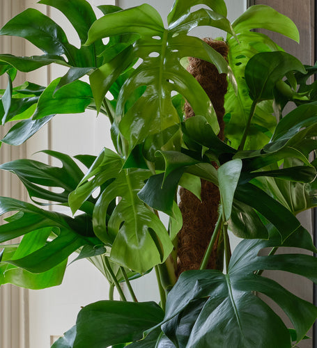Monstera Deliciosa Large