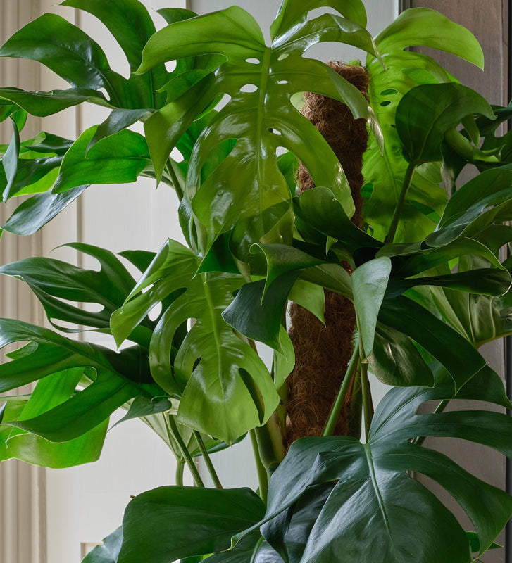 Monstera Deliciosa Large