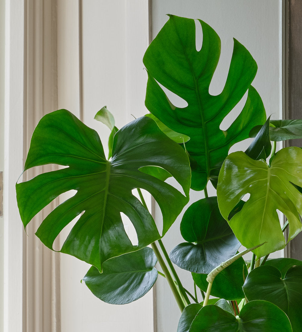 medium monstera deliciosa Monstera Deliciosa | Swiss Cheese Houseplant | Buy Plants Online | Easy Care