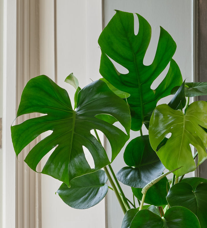 Monstera Deliciosa