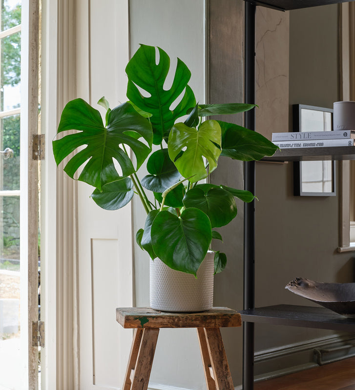 Monstera Deliciosa
