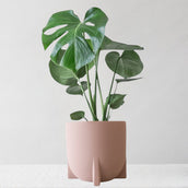 Monstera Deliciosa & Windsor Rust