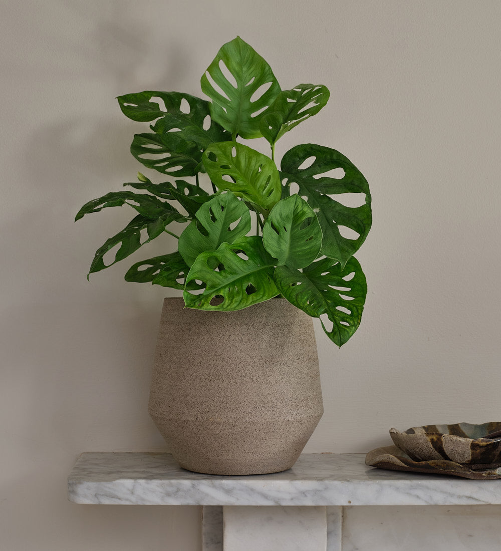 Monstera obliqua